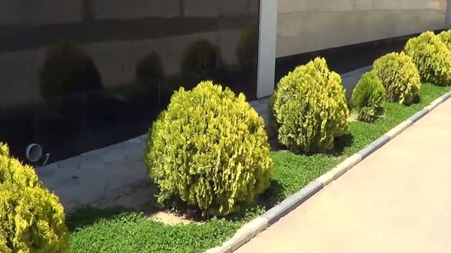 Туя Биота - 2 смотреть онлайн