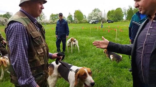 БЕЛАРУСЬ/ВЫСТАВКА РУССКО-ПЕГИХ ГОНЧИХ. ЭКСПЕРТ МИКУЛЕНОК В.С. смотреть онлайн