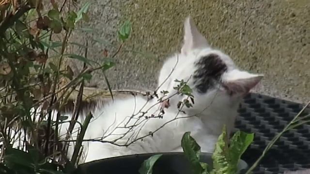 Ultra Mega Zoom - Douglas the Cat licks himself смотреть онлайн
