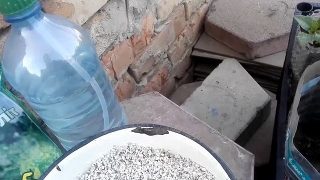 Как проростить фисташку без стратификации. 100% вариант. смотреть онлайн