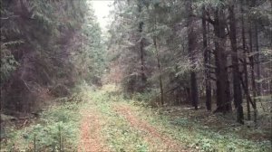 Руссая гончая Симфония вл. Медведчиков К .