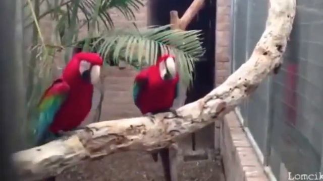 Эти удивительные животные))) смотреть онлайн