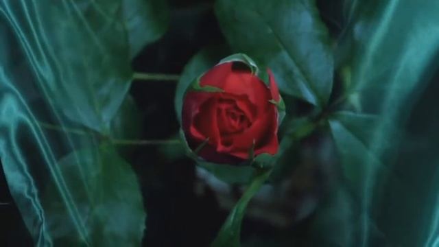 Улыбки Цветов смотреть онлайн