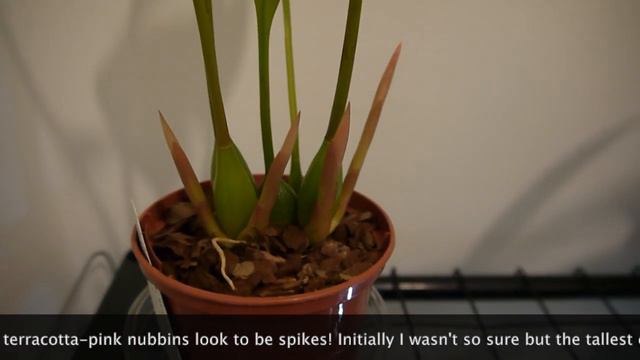 Orchid Review January 2019 смотреть онлайн