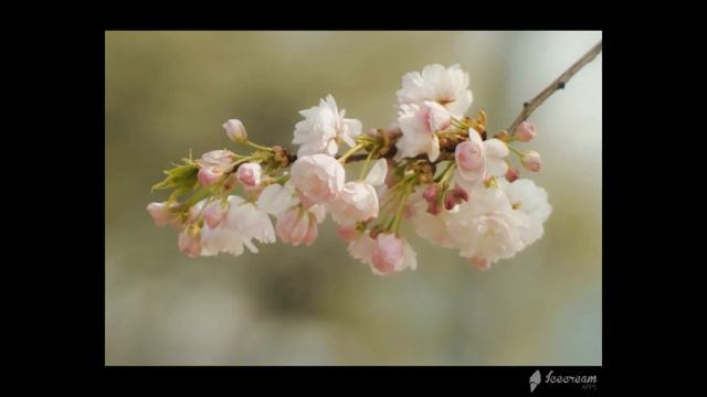 Весна в Киеве Апрель 2020 смотреть онлайн