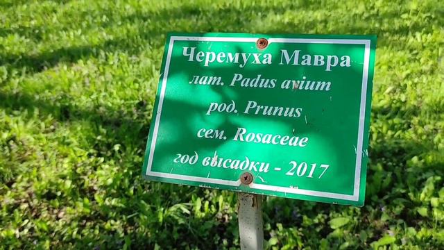 #дендропаркГубкинБелгородскойобласти Зелёный уголок природы(26.04.23 г.) смотреть онлайн