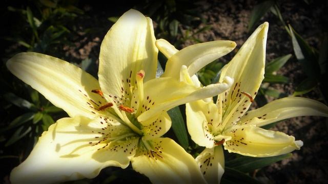 Королевская лилия смотреть онлайн