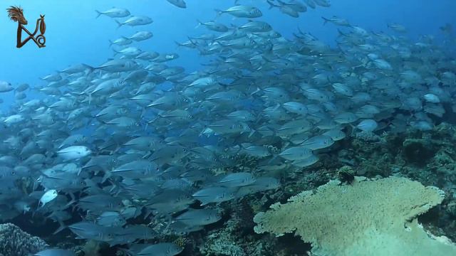 Got Fish? We Do! смотреть онлайн