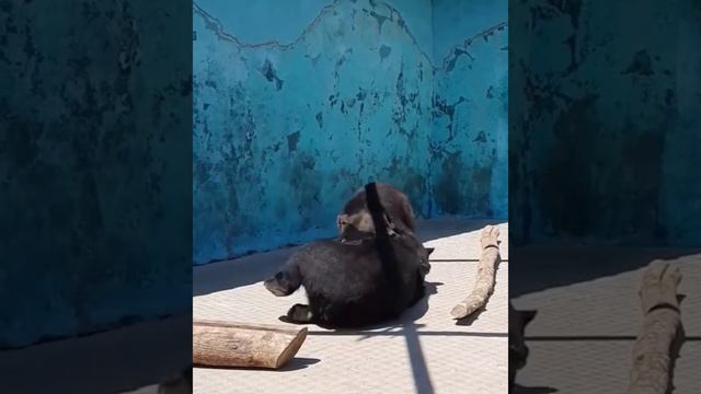 ТАЙГАН! ТАКОГО НИГДЕ не УВИДИШЬ! УЖЕ КАК РОДНЫЕ! 🦁💞 смотреть онлайн