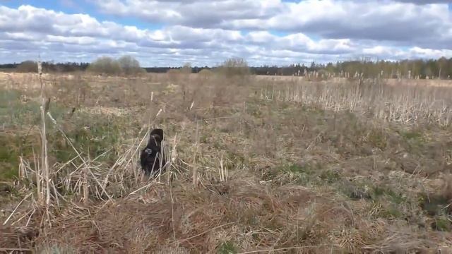 Натаска Дратхаара по болотно-луговой дичи смотреть онлайн