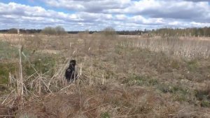 Натаска Дратхаара по болотно-луговой дичи