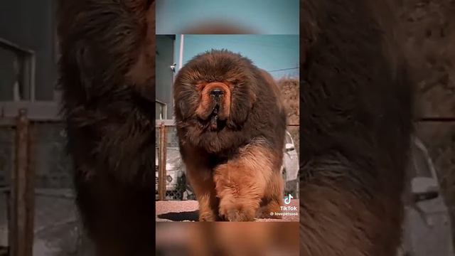 Tibet Mastifi, Tibetan Mastif, тибетский мастиф, Tibet çoban Kopeqi