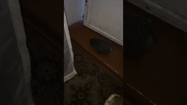 Дикий ёжик на вписке!!