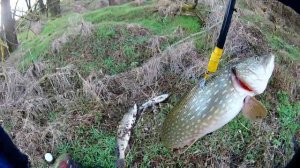 Тейл Спиннер  в деле - по крупному . Рыбалка зимой.