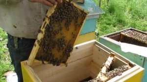 Альпийский улей Улей Роже Делона