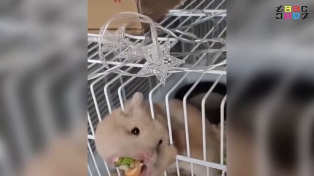 Смешные Хомяки. Смешные Приколы с Хомяками. Смешные Животные Супер Подборка до Слез. смотреть онлайн