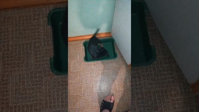 Маленькая такса медляк смотреть онлайн