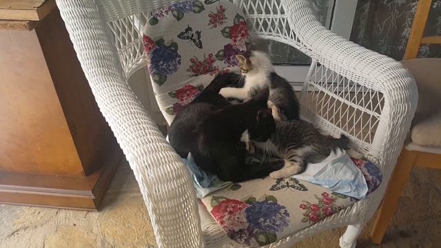 Kittens playing with her tail drives mother cat crazy смотреть онлайн