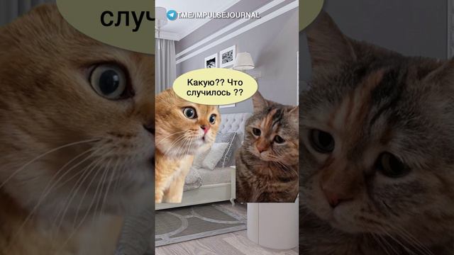 Проверенное средство #мыкотики #вмем #разговор #анекдот #шутки #кот #юмор #смешное #прикольно #мемы смотреть онлайн
