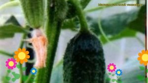 Огурец Клавдий F1. Краткий обзор, описание характеристик cucumis sativus Klavdiy F1