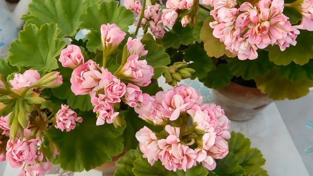 Rosebud pelargoniums.Part 2 смотреть онлайн