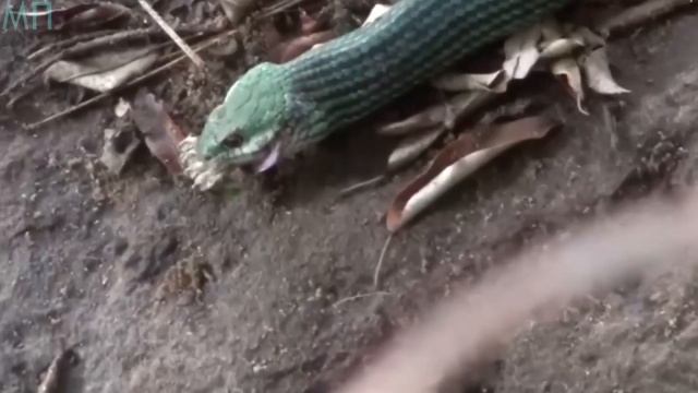 Медведь Против Царя Зверей.... Кто сильнее? 15 Невероятных Схваток в Дикой Природе смотреть онлайн