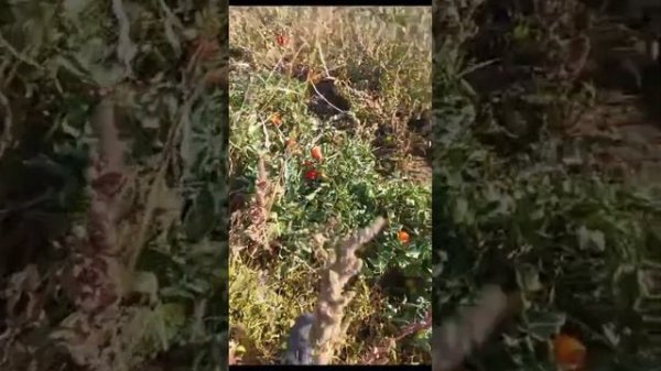 Помидор ТИМУРИД F1 (Timurid F1) - выбор фермера среди крупных сливовидных томатов!