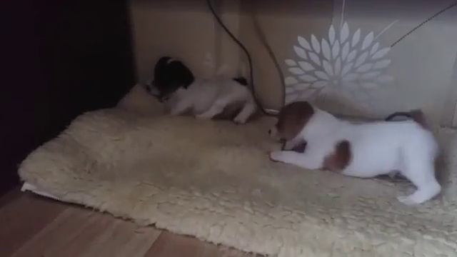 Щенки Джек-Рассел терьера смотреть онлайн