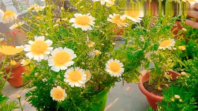 How to care Marguerite plant kaise kare Marguerite plant ki dekhbhaal смотреть онлайн