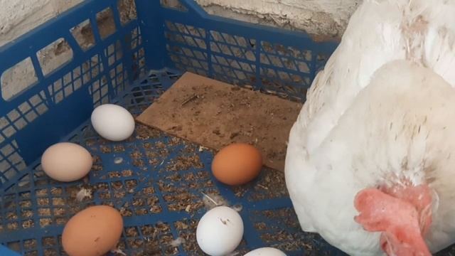 Как куры несут яйца Hen lays eggs Chicken laying an egg смотреть онлайн