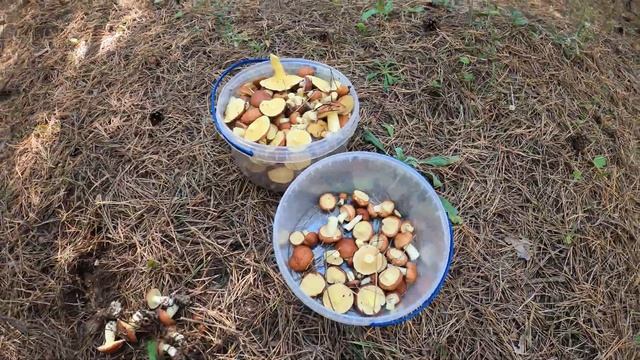 Грибы 2021! Огромные поляны маслят! Сбор маслят!