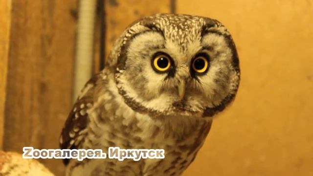 Сычик мохноногий смотреть онлайн