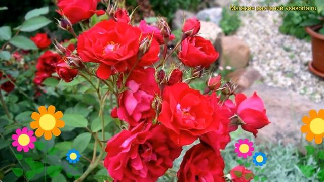 Роза парковая Аделаида Худлес. Краткий обзор, описание характеристик Adelaide Hoodless смотреть онлайн