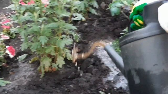 ЧУДОДЕЙСТВЕННАЯ ПОДКОРМКА ХРИЗАНТЕМЫ В ИЮЛЕ. В ДЕРЕВНЕ. ЦВЕТОЧКИ МОЕЙ МАМЫ. смотреть онлайн