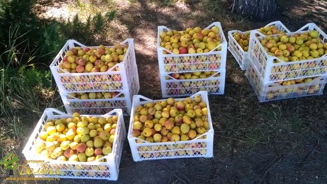 Карликовые, клоновые, колоновидные - кому что? смотреть онлайн