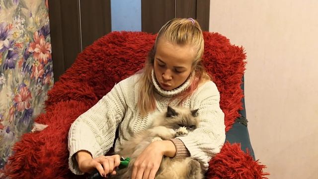 Советы, как вычесать очень пушистую кошку. Пробуем фурминатор "My Rules" смотреть онлайн