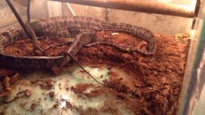 Разведение амазонских древесных удавов Арслана Валеева