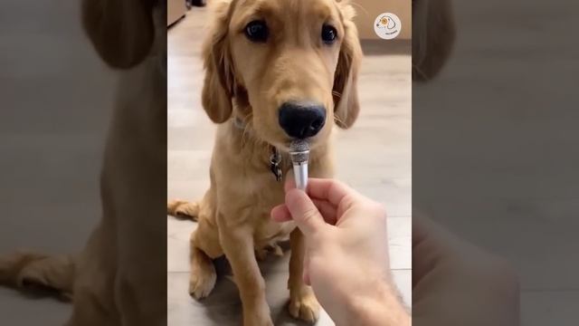 Смешные животные #144.mp4 смотреть онлайн