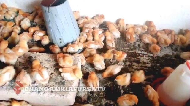 CHANJO YA VIFARANGA WA KIENYEJI смотреть онлайн