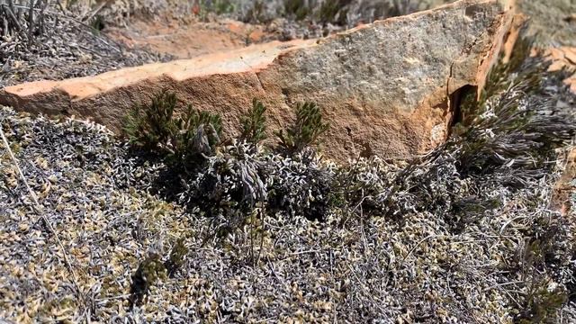 Ashy spikemoss - Selaginella cinerascens (rare plant) vs. bushy spikemoss -Selaginella bigelovii смотреть онлайн