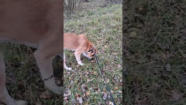 Выброшенных кутят отказались принимать в городском приюте. смотреть онлайн