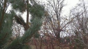 Обработка хвойных 1% медным купоросом. Часть 2.