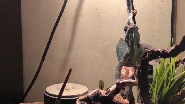 Как напоить хамелеона смотреть онлайн