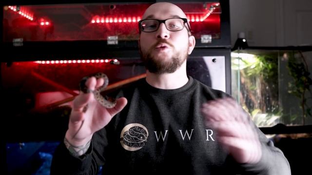 Top 5 Most FUN Interactive Reptiles смотреть онлайн