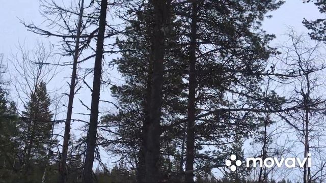 Зимний лес, охота на Глухаря, работа собаки по Глухарю, удалось снять редкие кадры! смотреть онлайн