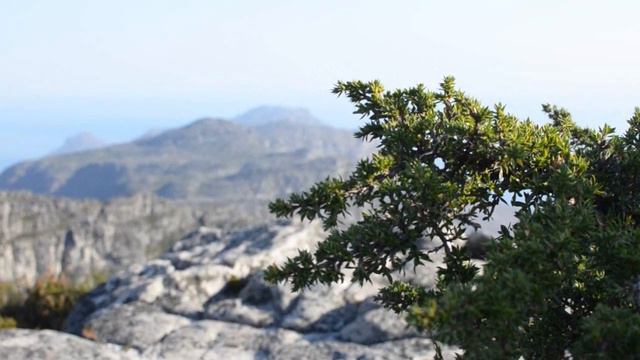 TABLE MOUNTAIN//АФРИКАНСКИЙ магазин, что купить? смотреть онлайн