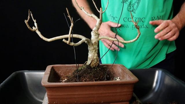 Jacaranda Bonsai Tree From Seed 2018-2023 repot. jacaranda mimosifolia смотреть онлайн