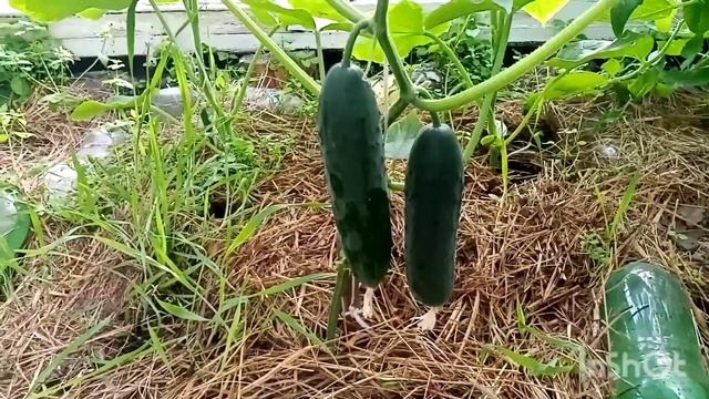 Огурец Подмосковные вечера F1, от агрофирмы Манул