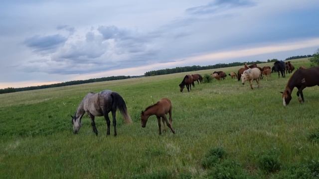 +18. ? ЛОШАДИ В ИЮНЕ. ПОКРЫВАЕТСЯ КОБЫЛА смотреть онлайн