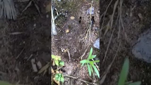 Уничтожение за один раз муравьев и тли на яблоне, цветах, дорожках и просто в муравейнике. смотреть онлайн